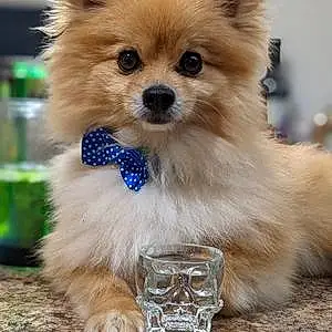 Name Pomeranian Dog Baron