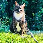 Plant, Cat, Felidae, Carnivore, Small To Medium-sized Cats, Whiskers, Grass, Terrestrial Animal, Tree, Snout, Tail, Groundcover, Lawn, Electric Blue, Furry friends, Domestic Short-haired Cat, Canidae, Garden, Grassland
