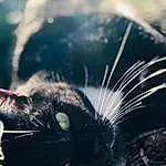 Head, Eyes, Cat, Felidae, Carnivore, Whiskers, Small To Medium-sized Cats, Grass, Snout, Terrestrial Animal, Furry friends, Domestic Short-haired Cat, Electric Blue, Macro Photography, Black cats, Windshield, Black & White, Claw