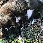 Carnivore, Giant Anteater, Fawn, Grass, Terrestrial Animal, Tail, Snout, Claw, Furry friends, Mustelidae, Anteater, Dog breed, Natural Material, Canidae, Livestock, Whiskers, Zoo