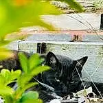 Cat, Plant, Leaf, Nature, Botany, Felidae, Carnivore, Vegetation, Grass, Small To Medium-sized Cats, Whiskers, Wood, Groundcover, Tree, Tail, Snout, Black cats, Shrub, Domestic Short-haired Cat, Furry friends