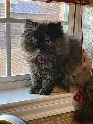 Name Persian Cat Doja