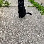 Cat, Plant, Road Surface, Bombay, Dog breed, Asphalt, Carnivore, Grass, Whiskers, Felidae, Small To Medium-sized Cats, Tar, Black cats, Snout, Tail, Road, Tree, Sidewalk, Furry friends