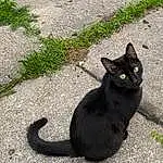 Cat, Photograph, Plant, Light, Green, Black, Felidae, Carnivore, Grass, Small To Medium-sized Cats, Road Surface, Whiskers, Bombay, Snout, Asphalt, Tail, Domestic Short-haired Cat, Black cats