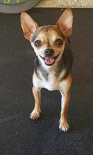 Name Chihuahua Dog Blackjack