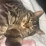 Cat, Felidae, Carnivore, Comfort, Small To Medium-sized Cats, Grey, Whiskers, Ear, Snout, Furry friends, Domestic Short-haired Cat, Paw, Claw, Nap, Terrestrial Animal, Tail, Sleep, Pattern