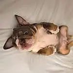 Dog, Carnivore, Comfort, Ear, Dog breed, Fawn, Toy Dog, Felidae, Companion dog, Snout, Boston Terrier, Wrinkle, Whiskers, Working Animal, Small To Medium-sized Cats, Paw, Liver, Dessert, Furry friends, French Bulldog