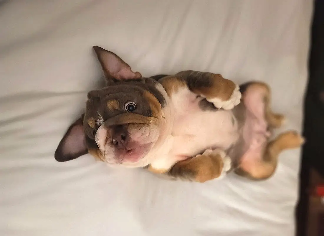 Dog, Carnivore, Comfort, Ear, Dog breed, Fawn, Toy Dog, Felidae, Companion dog, Snout, Boston Terrier, Wrinkle, Whiskers, Working Animal, Small To Medium-sized Cats, Paw, Liver, Dessert, Furry friends, French Bulldog