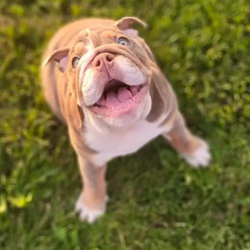 Dog, Carnivore, Dog breed, Grass, Fawn, Companion dog, Whiskers, Wrinkle, Terrestrial Animal, Bulldog, Snout, Canidae, Dessert, Non-sporting Group, Ancient Dog Breeds, Liver, Working Dog, White English Bulldog, Working Animal