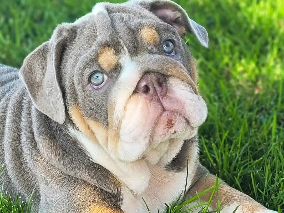 Dog, Bulldog, Dog breed, Carnivore, Grass, Companion dog, Fawn, Wrinkle, Terrestrial Animal, Snout, Whiskers, White English Bulldog, Canidae, Plant, Working Animal, Biting, Working Dog, Non-sporting Group