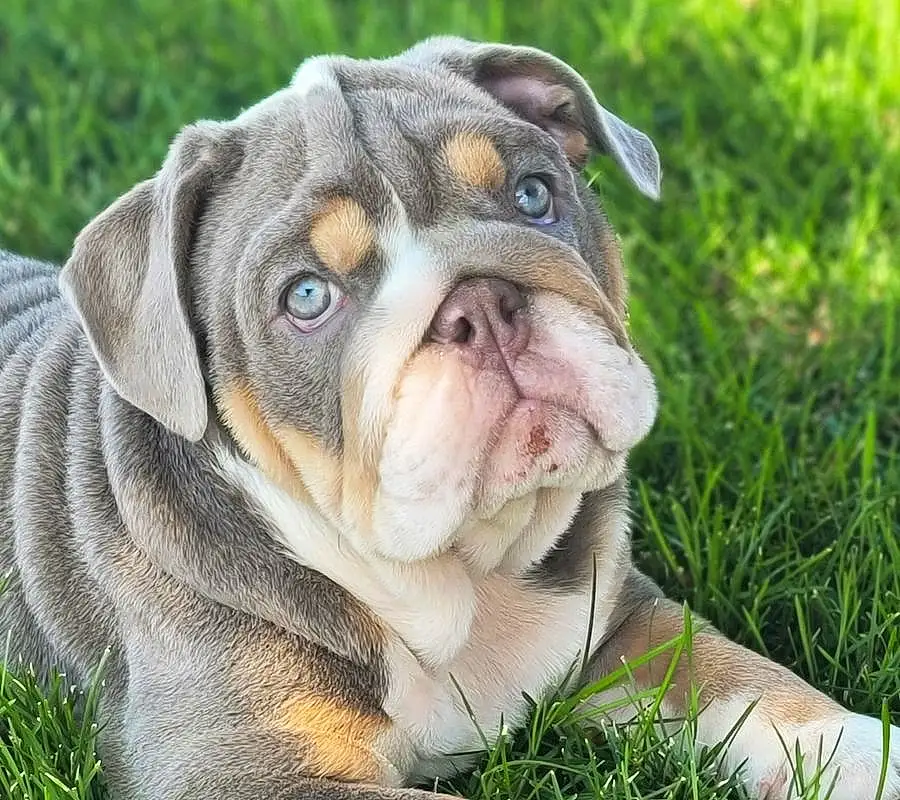 Dog, Bulldog, Dog breed, Carnivore, Grass, Companion dog, Fawn, Wrinkle, Terrestrial Animal, Snout, Whiskers, White English Bulldog, Canidae, Plant, Working Animal, Biting, Working Dog, Non-sporting Group