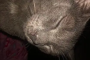 Name Chartreux Cat Friday