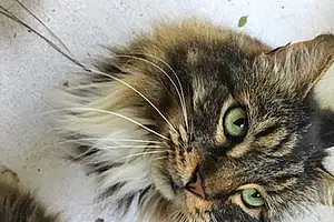 Name Maine Coon Cat Bitsy