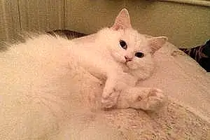 Name Turkish Angora Cat Charly