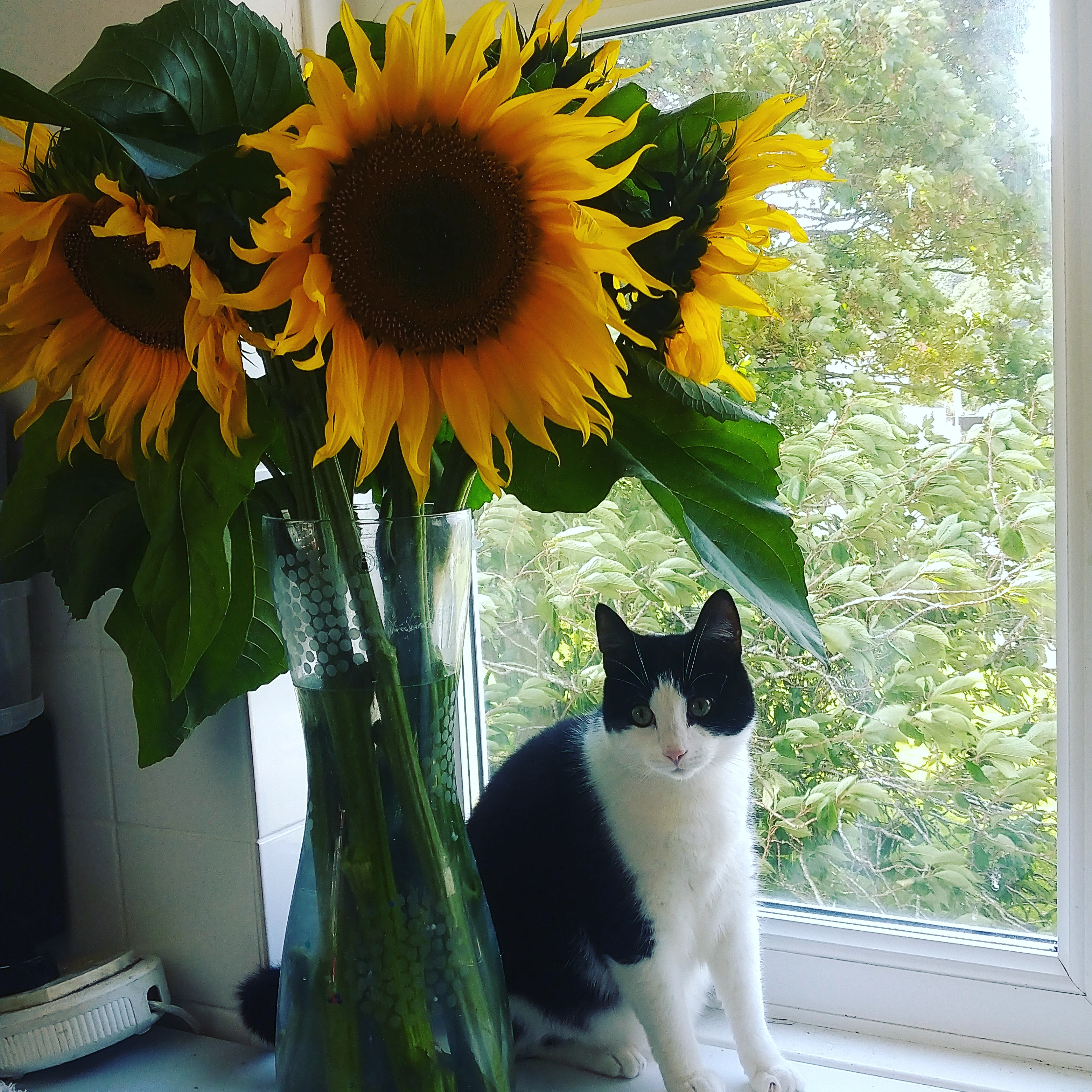 Flower, Cat, Plant, Photograph, Green, Botany, Leaf, Flowerpot, Yellow, Petal, Carnivore, Felidae, Window, Whiskers, Sunflower, Annual Plant, Flowering Plant, Tail, Grass, Domestic Short-haired Cat