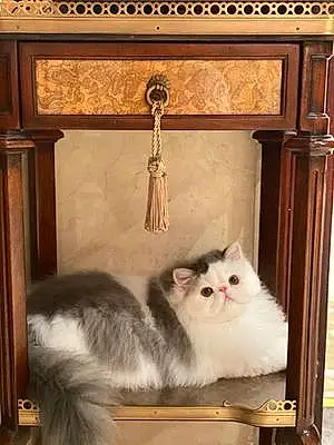 Name Persian Cat Baron