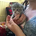 Hand, Cat, Felidae, Gesture, Carnivore, Whiskers, Fawn, Small To Medium-sized Cats, Nail, Pet Supply, Domestic Short-haired Cat, Paw, Furry friends, Claw, Animal Shelter