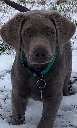 Name Labrador Retriever Dog Eros