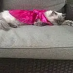 Cat, Felidae, Comfort, Carnivore, Small To Medium-sized Cats, Textile, Grey, Pink, Whiskers, Fawn, Companion dog, Wood, Dog breed, Linens, Tail, Snout, Magenta