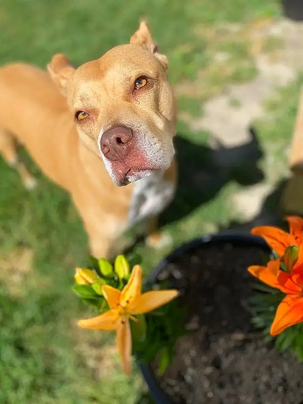 Flower, Dog, Eyes, Plant, Carnivore, Dog breed, Petal, Working Animal, Terrestrial Plant, Liver, Fawn, Grass, Collar, Terrestrial Animal, Companion dog, Whiskers, Snout, Wood, Dog Supply, Close-up