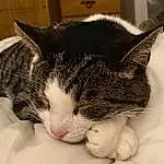 Cat, Felidae, Comfort, Carnivore, Small To Medium-sized Cats, Whiskers, Ear, Snout, Tail, Paw, Furry friends, Domestic Short-haired Cat, Cabinetry, Wood, Nap, Claw, Drawer, Sleep