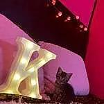 Purple, Cat, Lighting, Carnivore, Pink, Felidae, Line, Small To Medium-sized Cats, Magenta, Comfort, Tints And Shades, Entertainment, Ceiling, Whiskers, Event, Art, Room, Linens, Bed