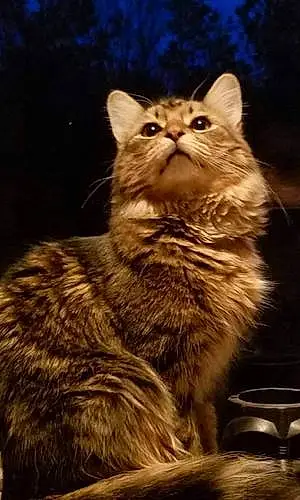Name Maine Coon Cat Azrael