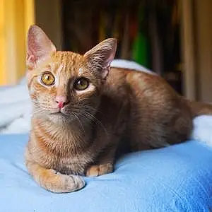 Name Tabby Cat Augustus