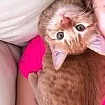 Cat, Eyes, Felidae, Carnivore, Ear, Small To Medium-sized Cats, Gesture, Whiskers, Pink, Fawn, Snout, Comfort, Plant, Paw, Tail, Domestic Short-haired Cat, Furry friends, Claw, Nail, Child