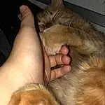 Cat, Felidae, Carnivore, Small To Medium-sized Cats, Whiskers, Gesture, Fawn, Snout, Tail, Liver, Furry friends, Paw, Claw, Nail, Domestic Short-haired Cat, Comfort, Terrestrial Animal, Nap, Canidae