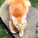 Cat, Eyes, Felidae, Carnivore, Wood, Small To Medium-sized Cats, Whiskers, Trunk, Grass, Fawn, Terrestrial Animal, Plant, Snout, Tail, Tree, Close-up, Furry friends, Domestic Short-haired Cat, Paw
