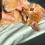 Hand, Cat, Carnivore, Ear, Gesture, Felidae, Fawn, Whiskers, Small To Medium-sized Cats, Nail, Domestic Short-haired Cat, Comfort, Furry friends, Paw, Dog breed, Terrestrial Animal, Claw, Liver, Canidae