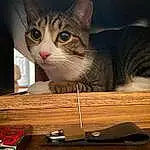 Cat, Felidae, Carnivore, Wood, Whiskers, Small To Medium-sized Cats, Box, Snout, Cat Supply, Window, Tail, Hardwood, Paw, Cat Furniture, Domestic Short-haired Cat, Cardboard, Furry friends, Pet Supply, Sitting, Photo Caption