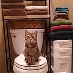 Cat, Felidae, Carnivore, Small To Medium-sized Cats, Wood, Shelf, Interior Design, Plumbing Fixture, Shelving, Bathroom, Pet Supply, Comfort, Toilet Seat, Cat Supply, Toilet, Hardwood, Whiskers