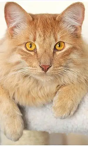 Oriental Longhair Cat Bella