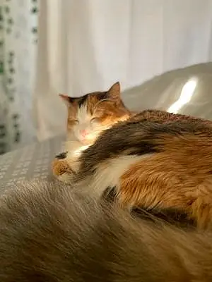 Oriental Longhair Cat Vesper