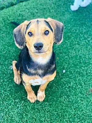 Name Beagle Dog Arabella