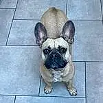 Pug, Dog, Carnivore, Dog breed, Whiskers, Fawn, Companion dog, Toy Dog, Wrinkle, Snout, Working Animal, Tile Flooring, Canidae, Terrestrial Animal, Non-sporting Group, Ancient Dog Breeds, Puppy