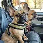 Dog, Dog breed, Working Animal, Bulldog, Collar, Ear, Carnivore, Companion dog, Fawn, Window, Dog Collar, Wrinkle, Snout, Vroom Vroom, Toy Dog, Canidae, Car, Whiskers, Non-sporting Group