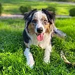 Dog, Dog breed, Carnivore, Grass, Plant, Companion dog, People In Nature, Snout, Groundcover, Grassland, Tree, Border Collie, Working Dog, Happy