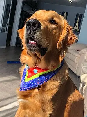 Name Golden Retriever Dog Cisco