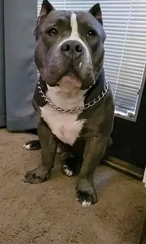 Name American Bully Dog Cassius