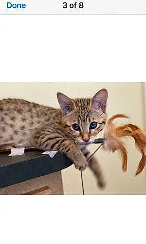 Name Savannah Cat Amira