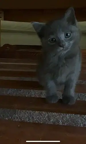 Russian Blue Cat Peanut
