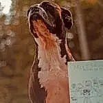 Brown, Dog, Carnivore, Dog breed, Handwriting, Liver, Fawn, Wood, Snout, Gun Dog, Event, Furry friends, Hound, Terrestrial Animal, Working Animal, Canidae, Guard Dog, Hunting Dog, Tail