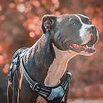 Dog, Dog breed, Collar, Carnivore, Working Animal, Fawn, Liver, Dog Collar, Companion dog, Whiskers, Snout, Dog Supply, Canidae, Metal, Pet Supply, Working Dog, Carmine, Non-sporting Group, Guard Dog