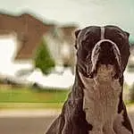 Dog, Carnivore, Dog breed, Liver, Building, Companion dog, Fawn, Whiskers, Wrinkle, Working Animal, Dog Collar, Collar, Snout, Window, Boxer, Grass, Canidae, House, Sky