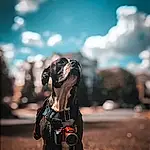 Dog, Cloud, Dog breed, Sky, Carnivore, Flash Photography, Companion dog, Working Animal, Fawn, Street Fashion, Tints And Shades, Dog Supply, Happy, Snout, Leash, Grass, Dog Collar, Canidae, Camera