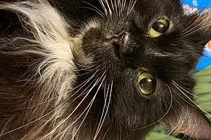 Oriental Longhair Cat Kenchi