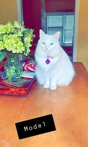 Oriental Longhair Cat Charli